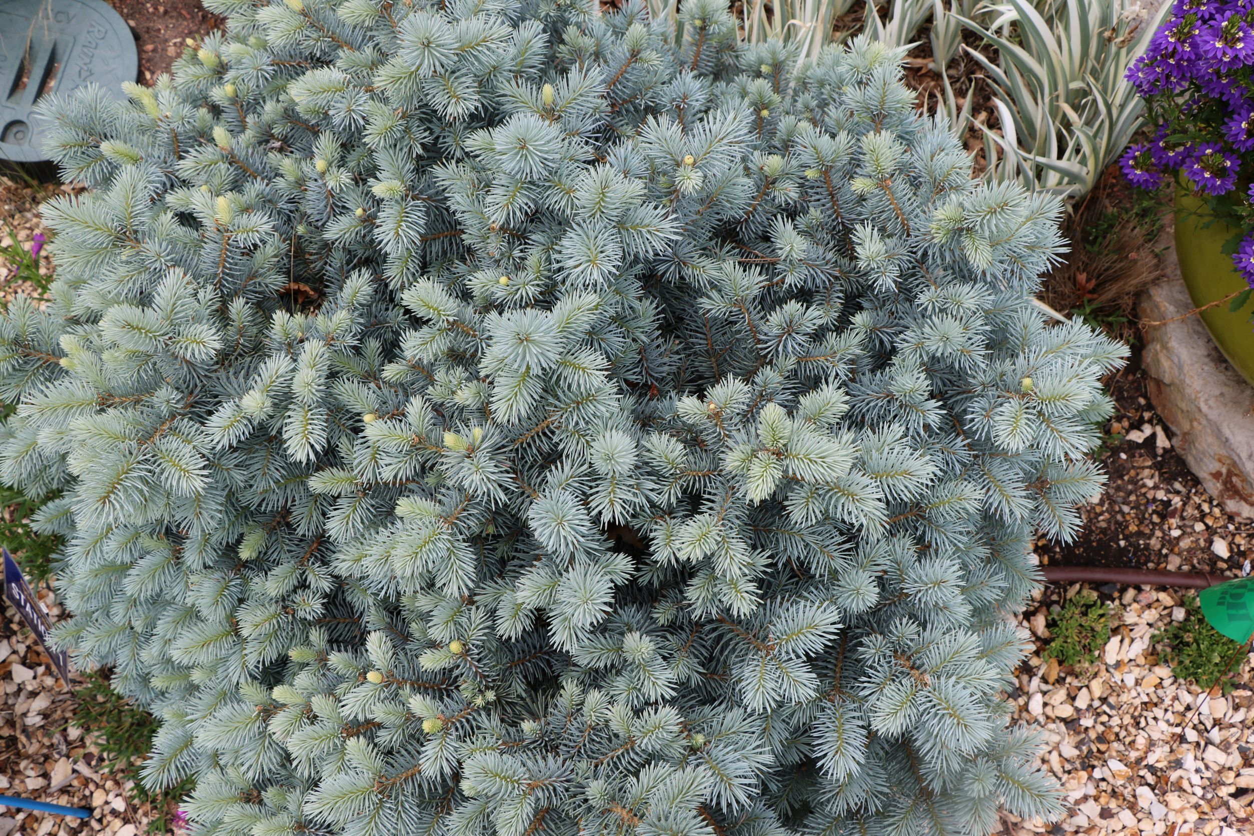 St. Mary's Blue Spruce